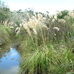 Shrubs: Ausroderia Fulvida – ToeToe