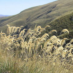 Shrubs: Austroderia Riccardii – ToeToe