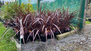 Cordyline “Red Fountain”