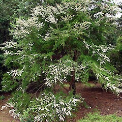 Shrubs: Kunzea Ericoides – Kānuka