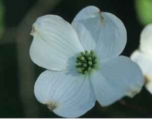 Shrubs: Cornus Cherokee Rainbow – Flowering Dogwood