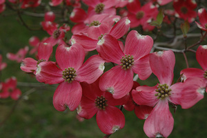 Shrubs: Cornus Florida Cherokee Chief – Flowering Dogwood