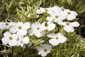 Shrubs: Cornus Florida Cherokee Daybreak – Flowering Dogwood
