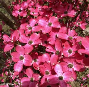 Shrubs: Cornus Florida Cherokee Sunset – Flowering Dogwood