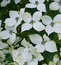Shrubs: Cornus Kousa – National – Japanese Dogwood