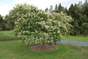 Shrubs: Lagerstroemia Fauriei Townhouse