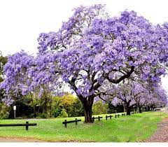 Paulownia tomentosa – Empress Tree