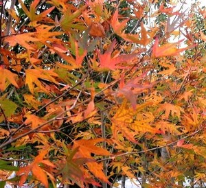 Trees: Platanus Orientalis – Autumn Glory – Oriental Plane