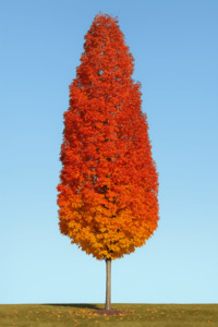 Trees: Acer Rubrum – Bowhill – Red Maple