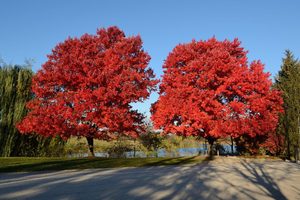 Trees: Acer Rubrum October Glory