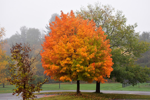 Acer saccharum – Sugar maple