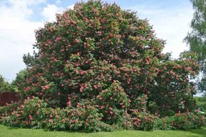 Aesculus Carnea – Red Horse Chestnut