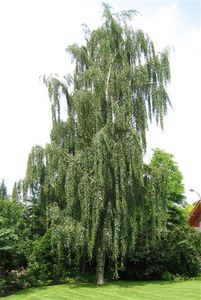 Betula Pendula Tristis – Weeping Silver Birch