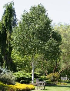 Trees: Betula Utilis Whitespire – Whitespire Birch