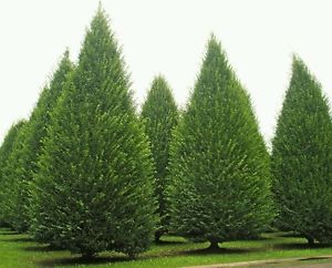 Carpinus Betulus Fastigata – Upright European Hornbeam