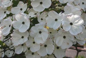Cornus Eddie’s White Wonder