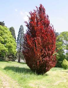 Fagus Sylvatica Purple Dawyck – Purple Beech