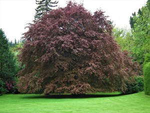 Trees: Fagus Sylvatica Purpurea – Copper Beech