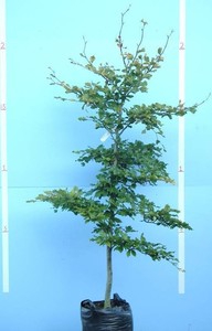 Trees: Fagus Sylvatica Riversii