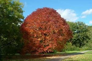 Trees: Fraxinus Americana – White Ash