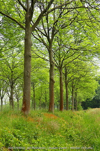 Trees: Fraxinus Excelsior – European Ash