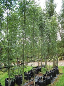 Fraxinus Excelsior Green Glow PVR – European Ash