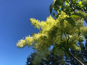 Fraxinus Ornus – Flowering Ash