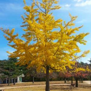 Ginkgo Bilboa – Maidenhair Tree