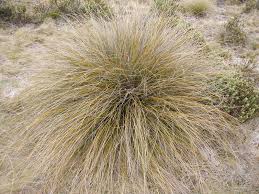 Chionochloa Rubra – Red Tussock