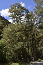 Trees: Fuscospora Cliffortoides – NZ Mountain Beech