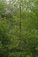Plagianthus Regius – Ribbonmwood