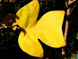 Trees: Liriodendron Tulipifera – Tulip Tree