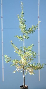 Trees: Quercus Robur – English Oak