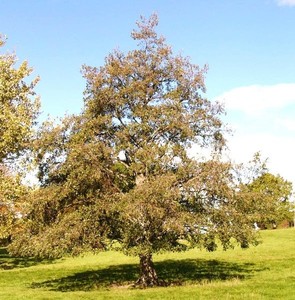 Trees: Alnus Cordata