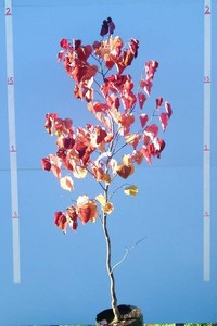 Cercis Canadensis