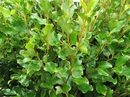 Shrubs: Griselinea Littoralis – Broadway Mint