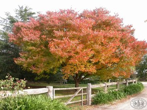 Trees: Zelkova Serata – Japanese Elm