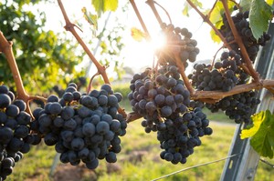 Products: COMING SOON, Wine The Graduates Wines