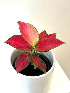 Bundable App: Aglaonema Sunshine