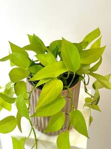 Bundable App: Epipremnum "All Gold"