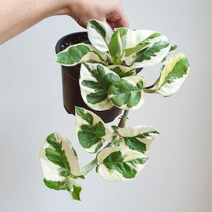 Bundable App: Epipremnum N-Joy