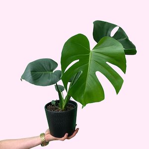 Bundable App: Monstera deliciosa 'Fruit salad plant'