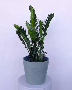 Bundable App: Zamioculcas - ZZ Plant