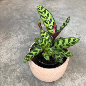 Calathea Rattle snake