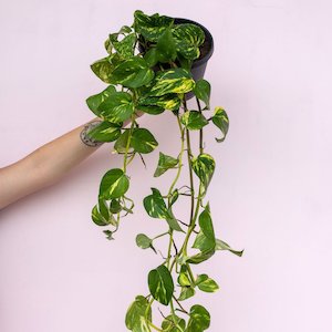 Bundable App: Epipremnum aureum 'Golden Pothos'