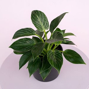 Bundable App: Philodendron Birkin