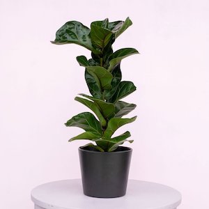 Bundable App: Ficus lyrata 'Fiddle Leaf Fig'