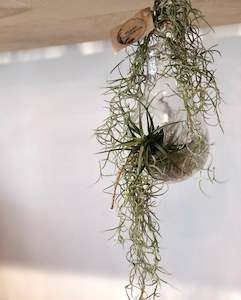 Plantsmegamenu: Spanish moss - Air plant