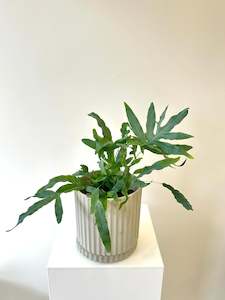 Plantsmegamenu: Blue Star Fern