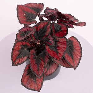 Plantsmegamenu: Begonia Red Kiss